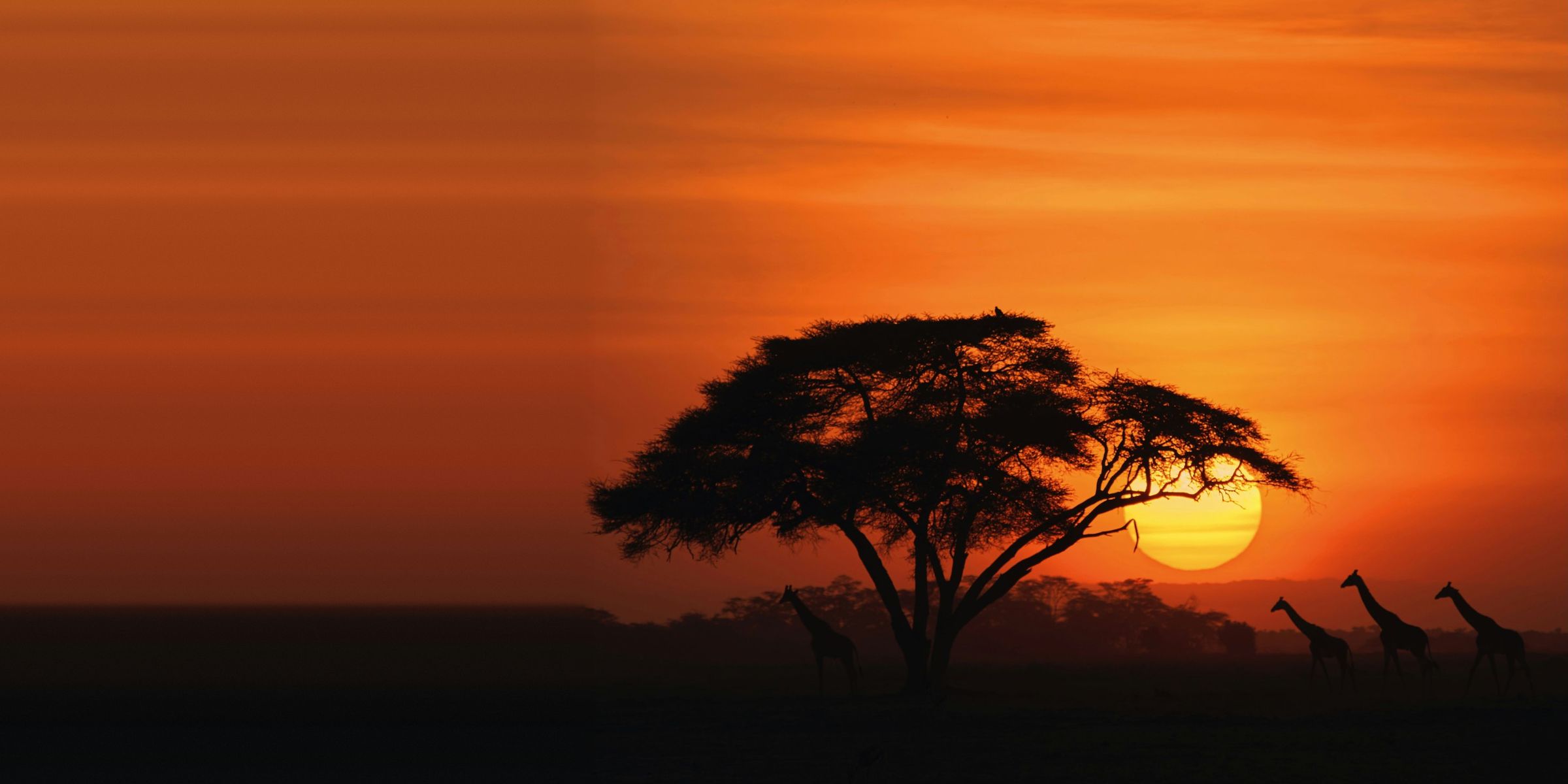 Giraffes and an acacia tree silhouetted against an African sunset